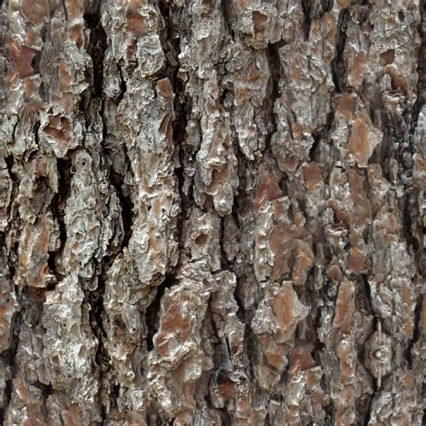 Pine Bark Patterns Texture Images Trees To Plant Pattern