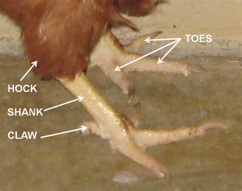 Anatomy Of Chicken Leg Design Corral