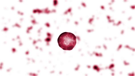 Animation Of Blood Cell Division Stock Motion Graphics SBV-348408583 ...