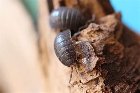 Porcellio Laevis Black Insektenliebe