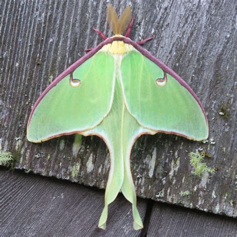 Actias Luna Male Luna Moth Wikipedia Luna Moth Lunar Moth Moth