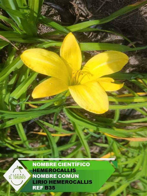 Plántula de Lirio Hemerocallis Croper