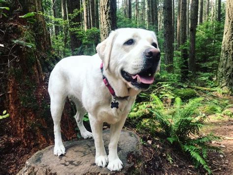 10 Amazing Off Leash Dog Hikes That Arent On The North Shore Curated