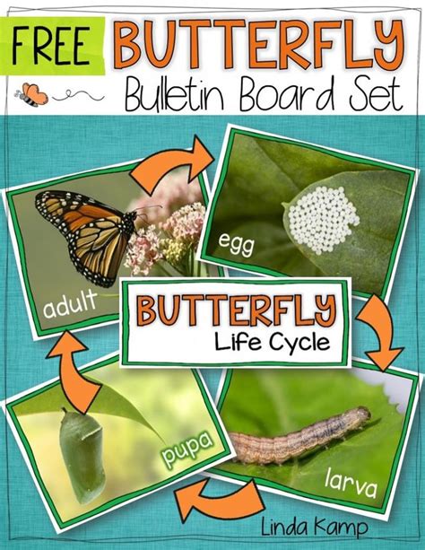 Butterfly Life Cycle Bulletin Board