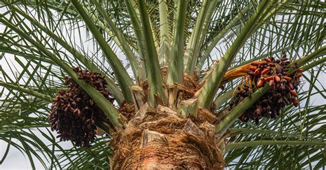 1- 10” Medjool Date Palm Tree Seedling Phoenix, 55% OFF