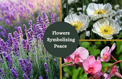 Top 25 Flowers Symbolizing Peace And Why Theyre So Amazing