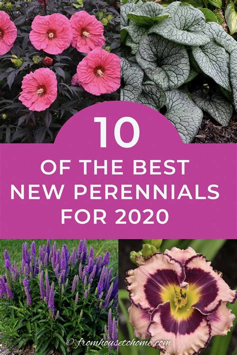 New 2020 Perennials 10 Of The Best New Perennials For 2020 In 2024 Perennials Shade