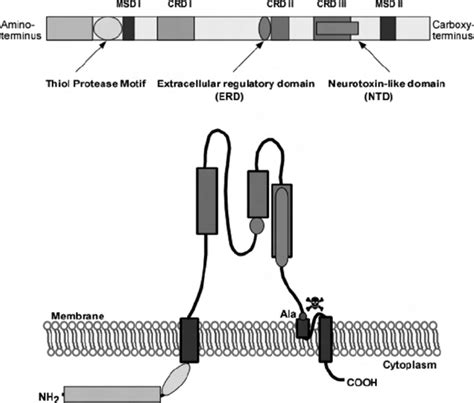 3 Schematic Representation Of DEG ENaC Ion Channel Subunit Structure