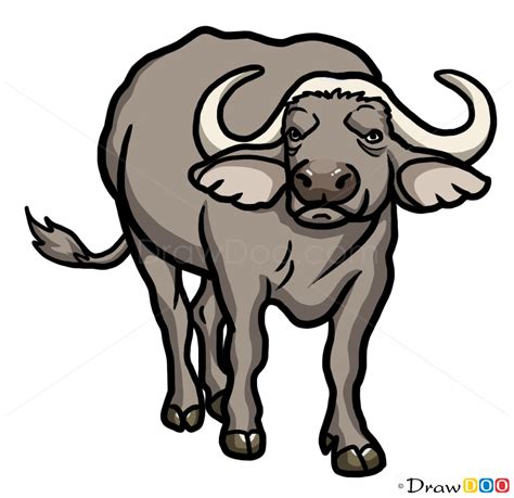 Buffalo drawing, Wild Animals, Step by Step Drawing