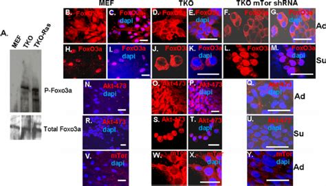 Effects Of Cell Adhesion And Mtor Shrna Knockdown On The Levels And