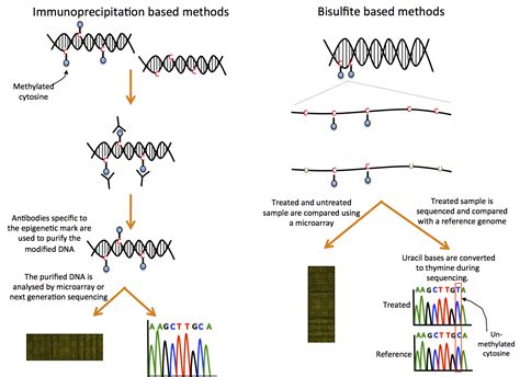 Epigenetics How It Shapes Gene Expression And Development