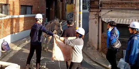 Seekor Zebra Tersesat Di Jalanan Kota Seoul Setelah Kabur Dari Kebun