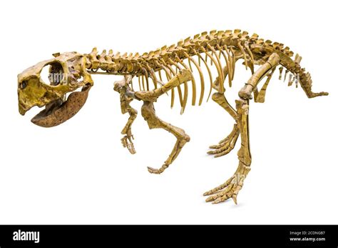 Psittacosaurus Skeleton Stock Photo Alamy