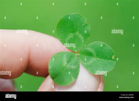 Shamrock Three Leaf Clover Hi Res Stock Photography And Images Alamy