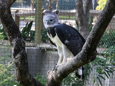 Harpy Eagle Facts | Top 10 Facts about American Harpy Eagles