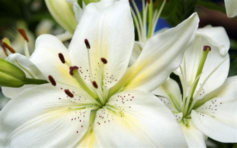 🔥 [40+] Lilies Wallpapers | WallpaperSafari