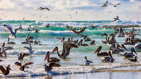 An Eventful Afternoon at Windansea Beach - Steve Skinner Photography