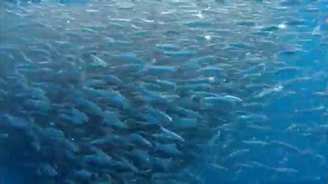 Kalbarri Fishing Murchison Boat Hire Cobia Feeding On Bait Ball Youtube