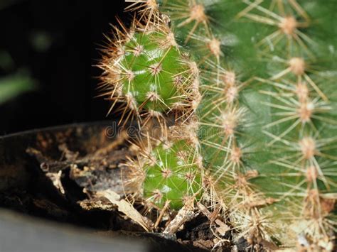 Cactus Plant Scient Class Cactaceae Stock Photo Image Of Plantae