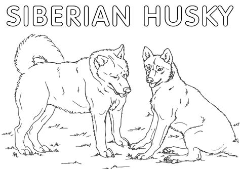 Dibujos De Husky Para Colorear Imprimir Y Pintar WONDER DAY