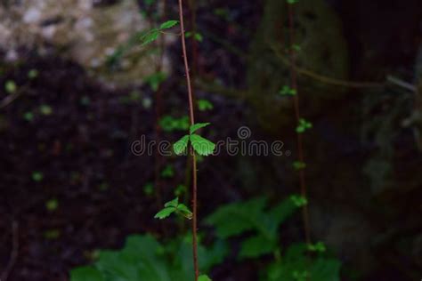 Closeup Shot of Growing Bramble Branches and Thorns in Malta Stock ...