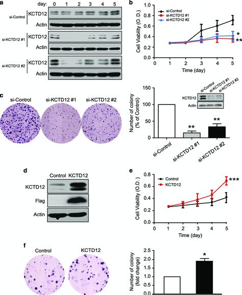 KCTD12 Promotes Cell Proliferation In Cervical Cancer Cells A C HeLa