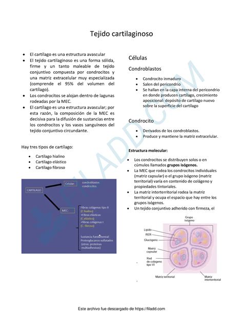 Tejido cartilaginoso resumen Tejido cartilaginoso El cartílago es