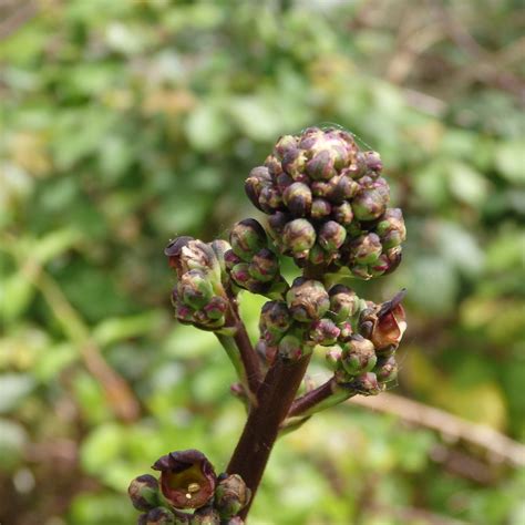 Scrophularia Auriculata Belarbeltza Txingudi Scrophu Flickr