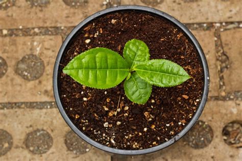 Container Grown Tea: Tips On Growing Tea Plants In Pots | Gardening Know How