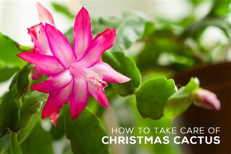 How To Grow And Care For Christmas Cactus Plant Succulents Box