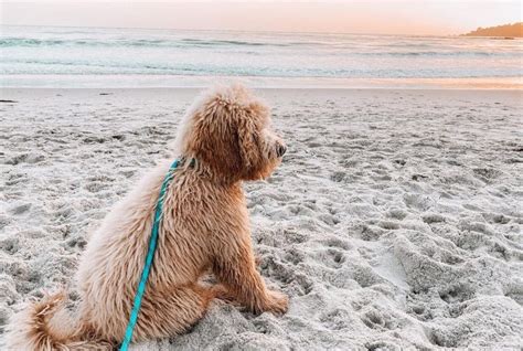 7 Dog Friendly Beaches To Take Your Pup To Cool Off This Summer This