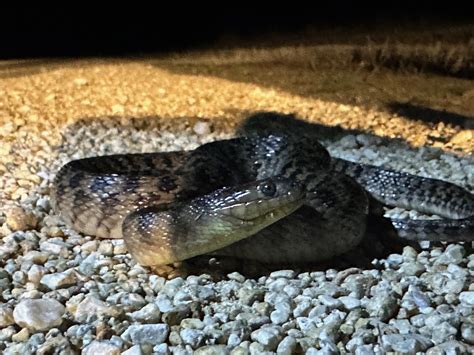 Everglades Night Safari Tour - Tour The Glades - Wildlife Tours