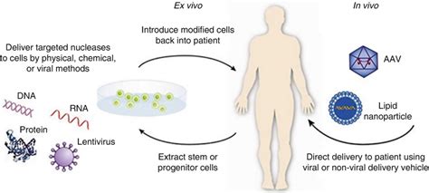 Global Gene Therapy Market Present And Forecast Creative Biolabs