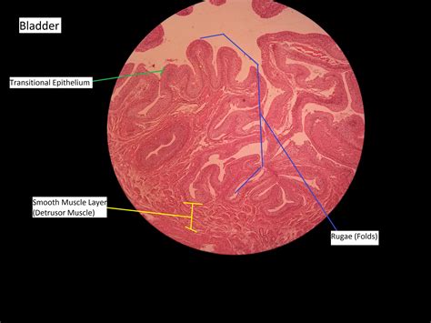 | Practical #3 Histology