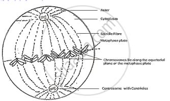 Draw a Labelled Diagram to Show the Metaphase Stage of Mitosis in an Animal Cell Having ‘6 ...