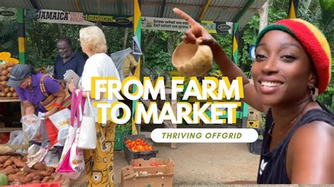 From Farm To Market You Too Can Thrive Offgrid In Jamaica Amid Drought