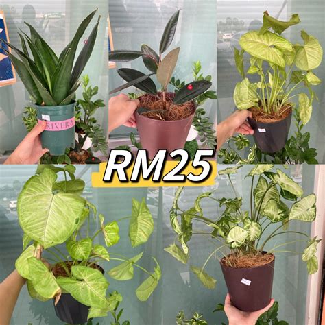 real plant pokok hidup furniture home living gardening plants