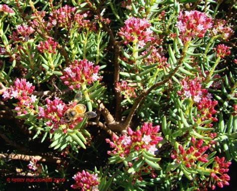 Plantfiles Pictures Crassula Crassula Sarcocaulis By Palmbob