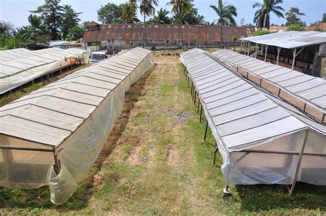 The cocoa road - Mucumbli Explore