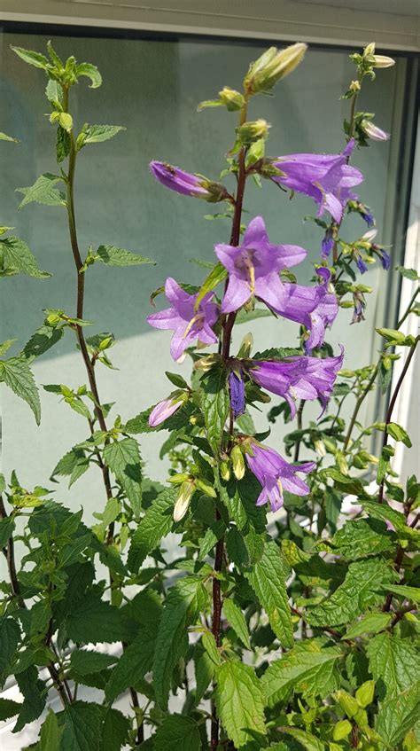 Campanula Trachelium Nesselbl Ttrige Glockenblume Flora Di Berna