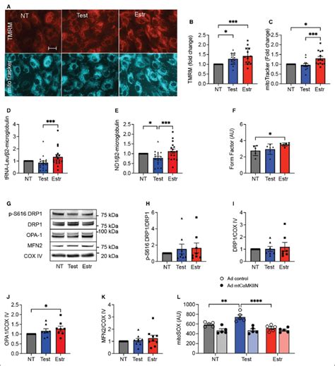 In Human Aortic Endothelial Cells Haecs Mitochondrial Dna Copy