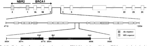 Figure 1 From Identification Of Two Evolutionarily Conserved And Functional Regulatory Elements