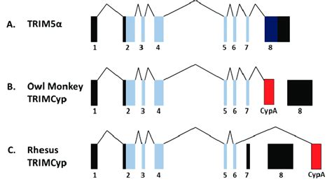 Schematic Of TRIM5 And TRIMCyp Genes CypA CDNA Retrotransposition Into