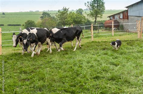 Dressage De Chiens De Troupeau Dans Un Parc Avec Vaches Border Collie