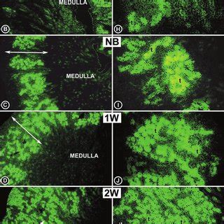 Immunofluorescence Photomicrographs Depicting RSOR Protein Expression