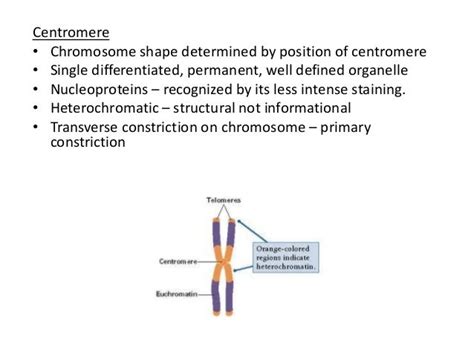 Nucleus Morphology And Function