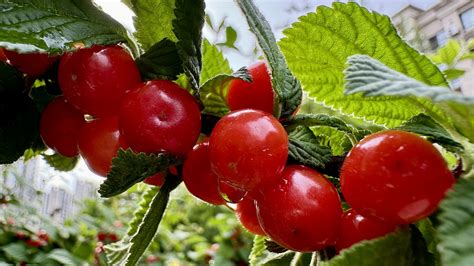 cherry fruit natural  photo  pixabay