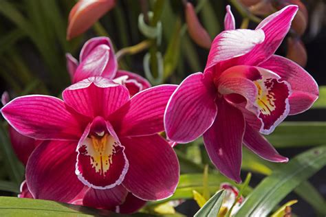 Sunlive Tauranga Orchid Show Returns The Bays News First