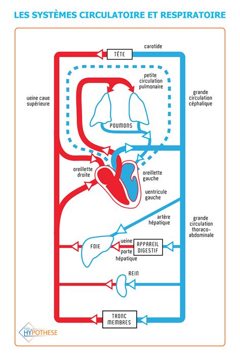 Mag 8 Notions théoriques Systèmes respiratoire et circulatoire