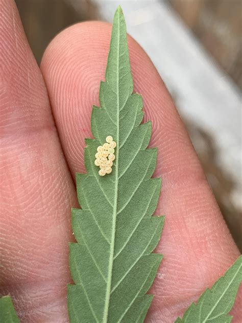 Can Anyone Help Me Identify What Bug These Eggs Are Going To Hatch Into